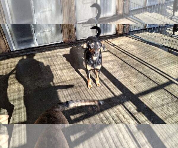 Medium Photo #17 Dachshund-Doberman Pinscher Mix Puppy For Sale in Sebec, ME, USA