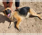 Small #1 German Shepherd Dog