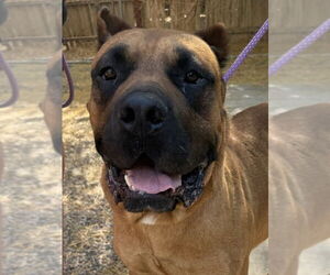 Presa Canario Dogs for adoption in Goodyear, AZ, USA