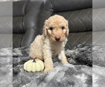 Small #6 Goldendoodle