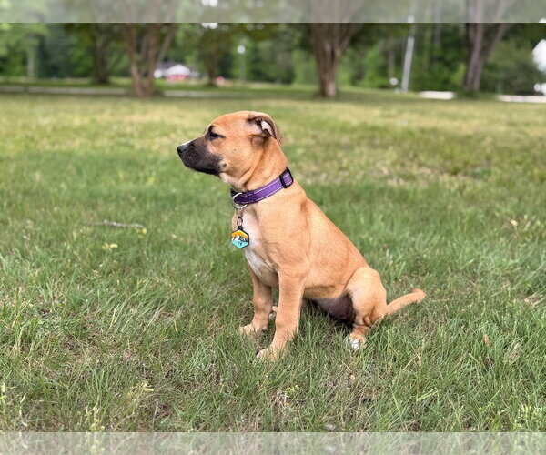 Medium Photo #5 Black Mouth Cur-Boxer Mix Puppy For Sale in Holly Springs, NC, USA
