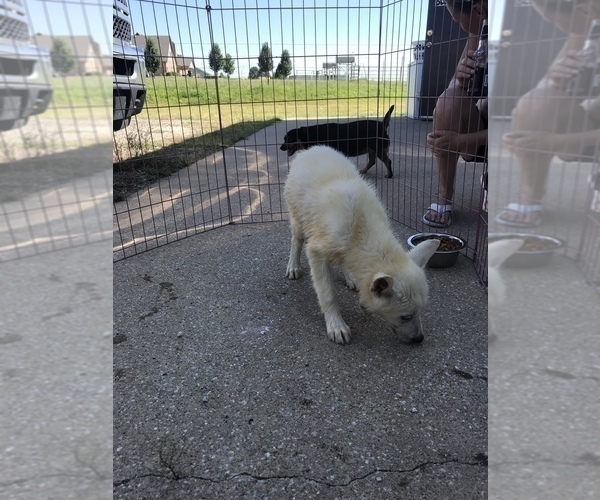Medium Photo #3 Siberian Husky Puppy For Sale in KELLYVILLE, OK, USA