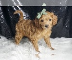 Small Photo #48 Cavapoo Puppy For Sale in WARSAW, IN, USA