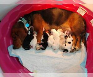 Basset Hound Puppy for sale in TERLTON, OK, USA