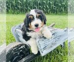 Small #2 Bernedoodle (Miniature)