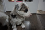 Small Photo #5 Border Collie Puppy For Sale in ROCK ISLAND, IL, USA