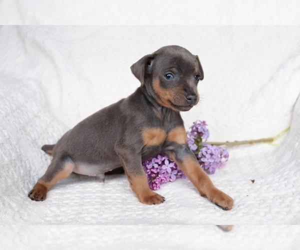 Medium Photo #1 Miniature Pinscher Puppy For Sale in SHILOH, OH, USA