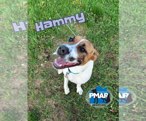 Medium Photo #6 Bullypit Puppy For Sale in Binghamton, NY, USA