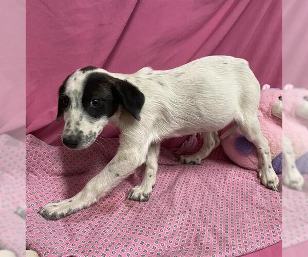Medium Photo #1 Border Collie-Unknown Mix Puppy For Sale in Modesto, CA, USA