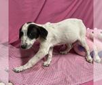 Small Border Collie Mix