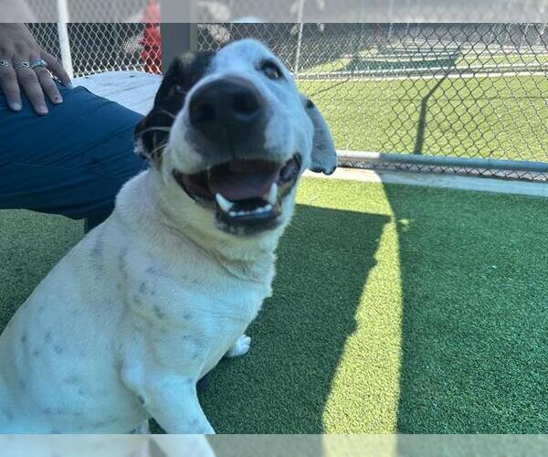 Medium Photo #2 American Staffordshire Terrier-Pointer Mix Puppy For Sale in Grand Prairie, TX, USA