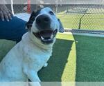 Small #1 American Staffordshire Terrier-Pointer Mix