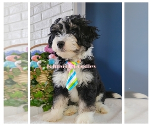 Aussiedoodle Puppy for sale in NORTH ROYALTON, OH, USA
