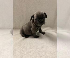 French Bulldog Puppy for sale in CHARLESTON, SC, USA