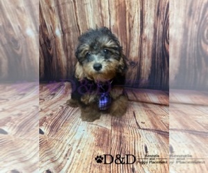 YorkiePoo Puppy for sale in RIPLEY, MS, USA