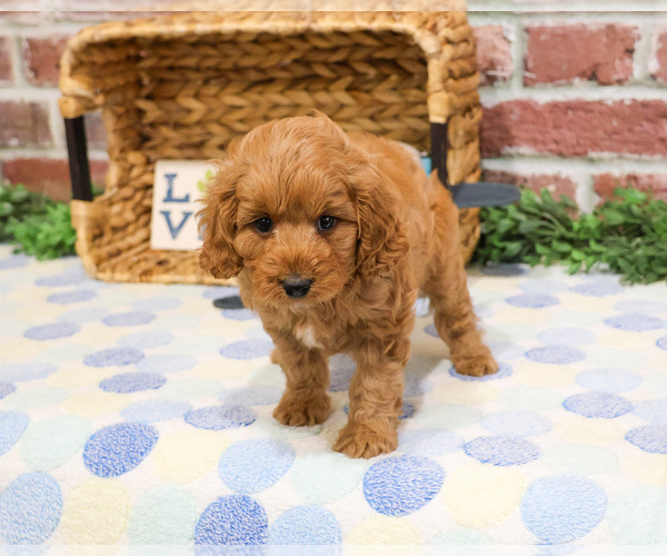 Medium Photo #17 Cavapoo (Miniature) Puppy For Sale in SYRACUSE, IN, USA