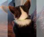 Small #3 Pembroke Welsh Corgi
