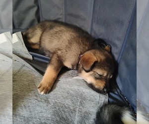 Rottweiler-Siberian Husky Mix Dogs for adoption in EATON RAPIDS, MI, USA