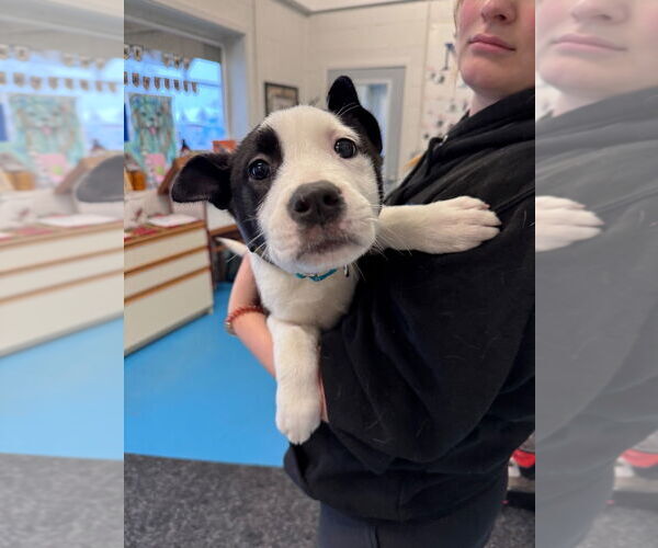 Medium Photo #2 Collie-Unknown Mix Puppy For Sale in Muskegon, MI, USA