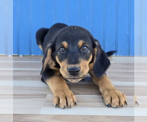 Sven - Male Australian Shepherd-Unknown Mix Dog for Adoption - Photo #2