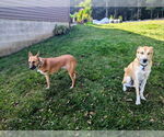 Small #9 German Shepherd Dog-Saluki Mix