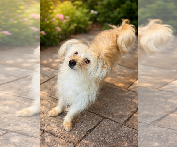 Medium Photo #3 Silky Terrier-Unknown Mix Puppy For Sale in Phoenix, AZ, USA