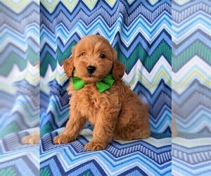 Goldendoodle Puppy for sale in OXFORD, PA, USA