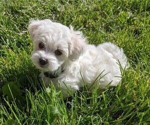 Maltipoo Puppy for sale in NAMPA, ID, USA