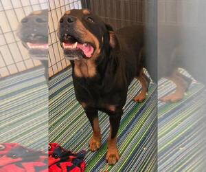 Duke - Male Rottweiler Dog for Adoption - Photo #3
