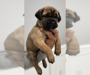 Cane Corso Puppy for sale in BLOOMINGTON, CA, USA