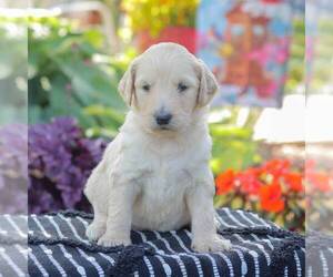 Goldendoodle Puppy for sale in NEW ENTERPRISE, PA, USA