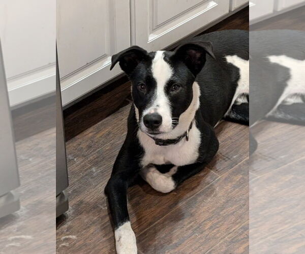Medium Photo #5 Lab-Pointer Puppy For Sale in Sanford, FL, USA
