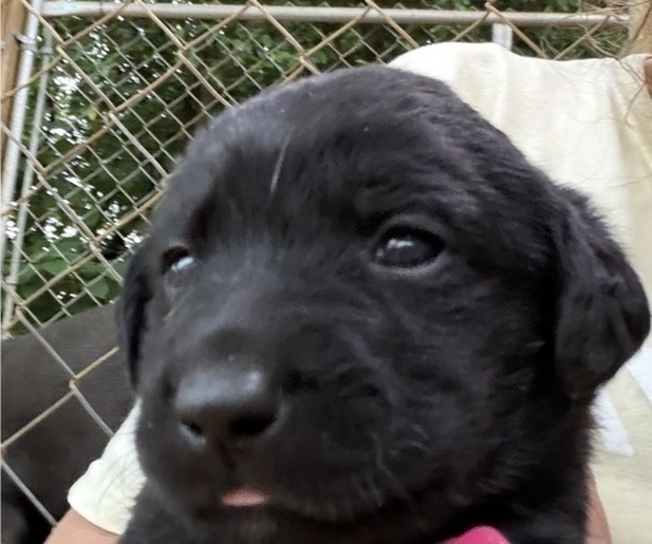 Medium Photo #1 Labrador Retriever Puppy For Sale in ORANGEBURG, SC, USA
