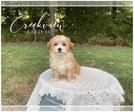 Small Photo #5 Havachon Puppy For Sale in NIANGUA, MO, USA