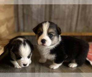 Pembroke Welsh Corgi Puppy for sale in MADISON, IN, USA