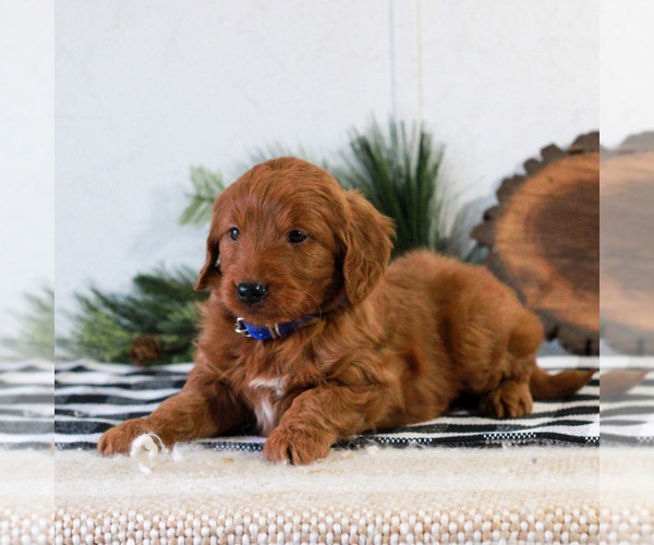 Medium Photo #3 Goldendoodle Puppy For Sale in LITITZ, PA, USA