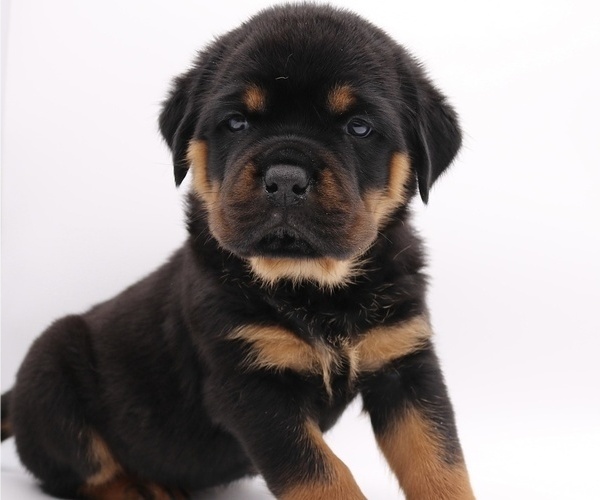 Medium Photo #13 Rottweiler Puppy For Sale in FONTANA, CA, USA