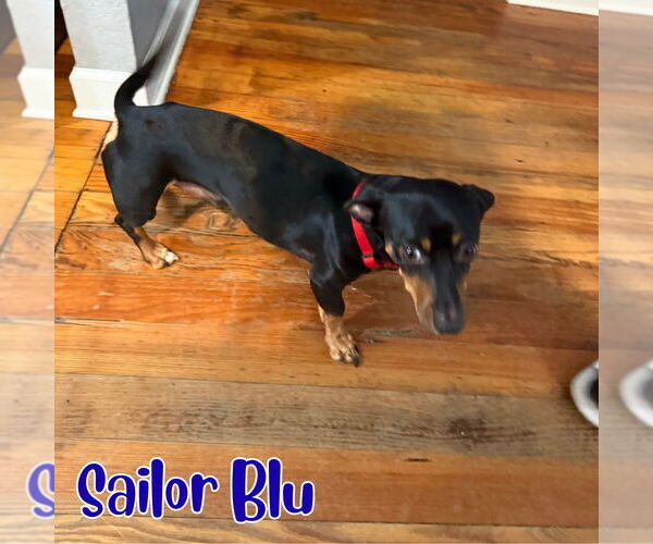 Medium Photo #9 Dachshund Puppy For Sale in San Antonio, TX, USA