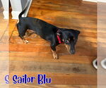 Small #8 Dachshund