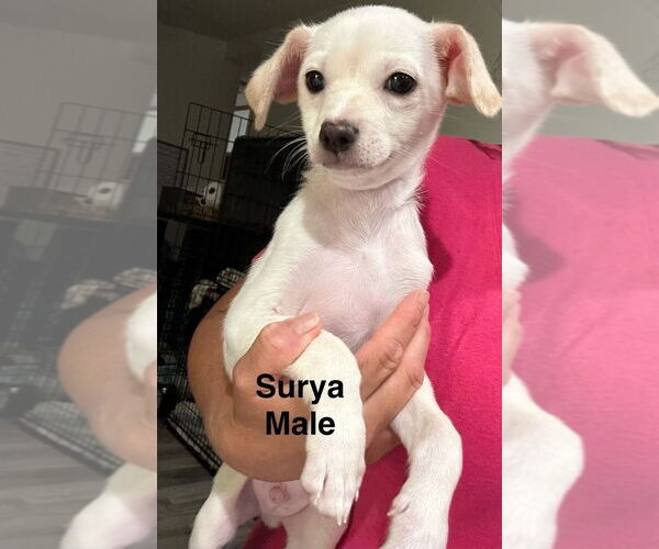 Medium Photo #5 Mutt Puppy For Sale in Oak Bluffs, MA, USA