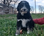 Small Photo #1 Aussiedoodle Miniature  Puppy For Sale in COUCH, MO, USA