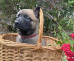 Small #6 Belgian Malinois