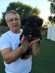 German Shepherd Dog Puppy for sale in DENTON, TX, USA