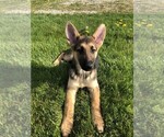 Small Photo #11 German Shepherd Dog Puppy For Sale in OSTRANDER, OH, USA