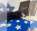 Puppy Sam Pug
