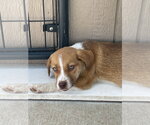 Small Mutt