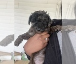Small Photo #2 Cavapoo Puppy For Sale in SYRACUSE, NY, USA