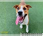Small Rhodesian Ridgeback Mix