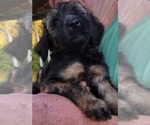 Small Photo #7 Aussiedoodle Puppy For Sale in ARCHDALE, NC, USA