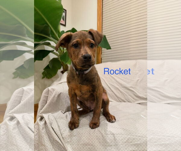 Medium Photo #2 Mountain Cur-Unknown Mix Puppy For Sale in Jackson Township, NJ, USA